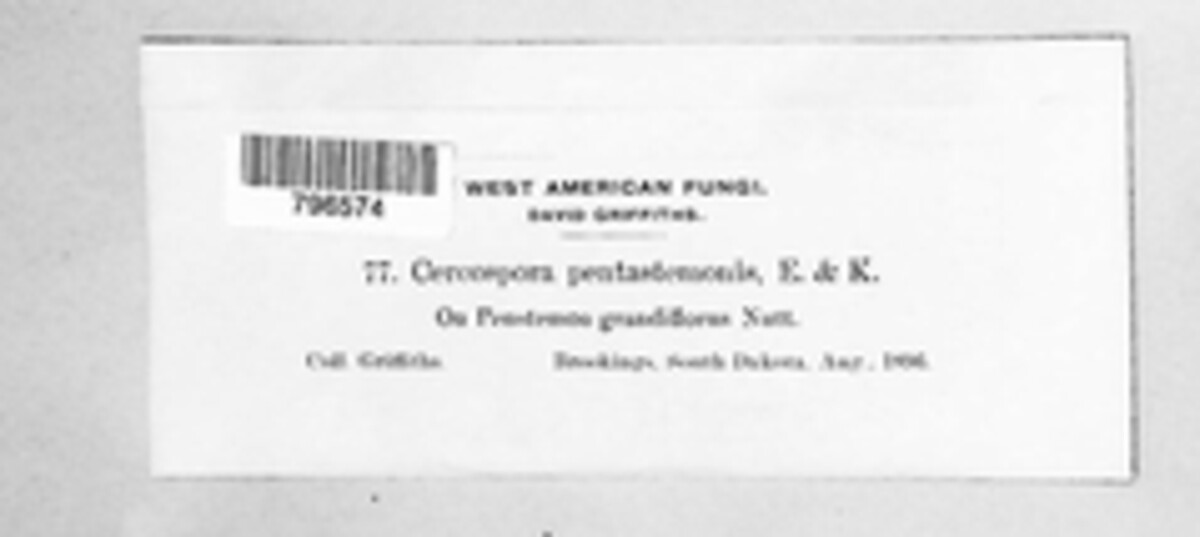 Cercospora penstemonis image